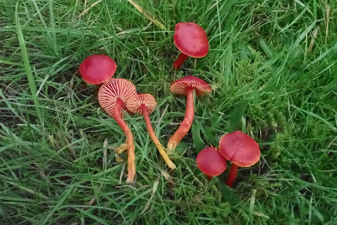Hygrocybe coccinea  by Penny Cullington